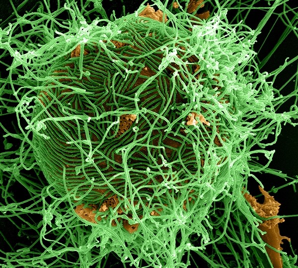 Biosurveillance - HDIAC