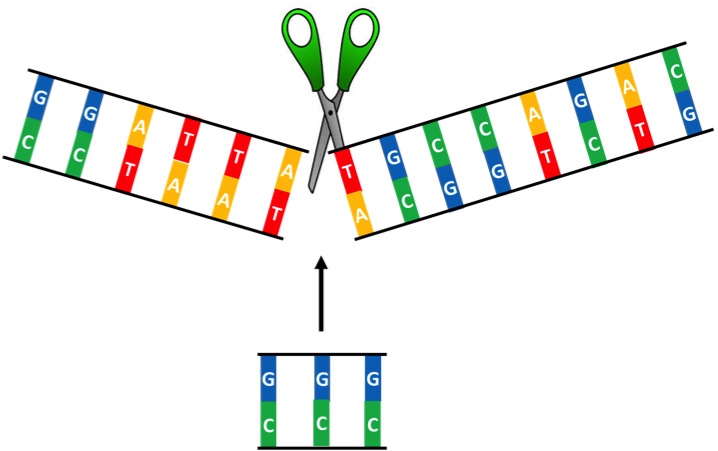 http://irp.nih.gov/sites/default/files/CRISPR%20genome%20editing.jpg