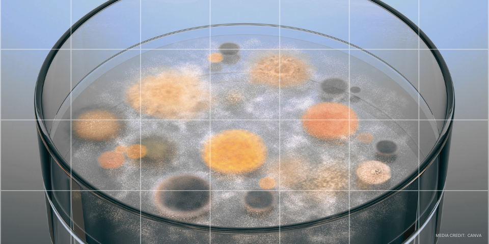 Substances growing in a petri dish