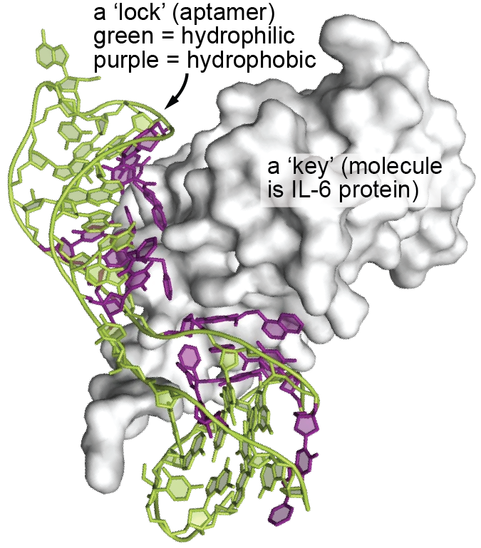 Figure 5. An Exquisite Lock-and-Key Fit of an Aptamer to an Inflammatory Protein Like IL-6 (Source: SomaLogic 2023 [7]).