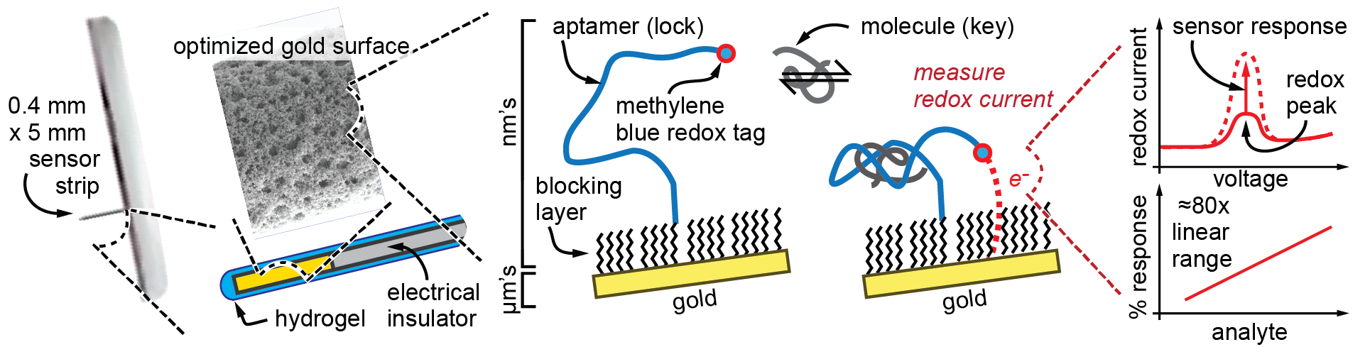 Figure 6. Adapting Aptamer Sensors Onto Continuous Glucose Monitoring Device Formats (Source: J. Heikenfeld).