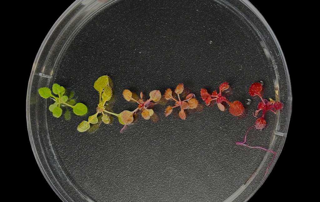 Young Arabidopsis plants from the same transformation experiment expressing a red reporter pigment, demonstrating the variability that can occur in transformation outcomes. Increasing the efficiency of transformation and control over outcomes can greatly help real-world plant biotechnology applications. Photo: Matthew Szarzanowicz