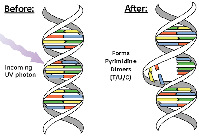 Figure 1. Inactivation of a Virus by UV-C Light (Source: Allen [19]).