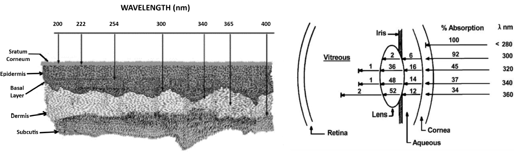 Figure 5. Ultraviolet Penetration of Skin and Eye (Source: DeJohn et al. [4]).