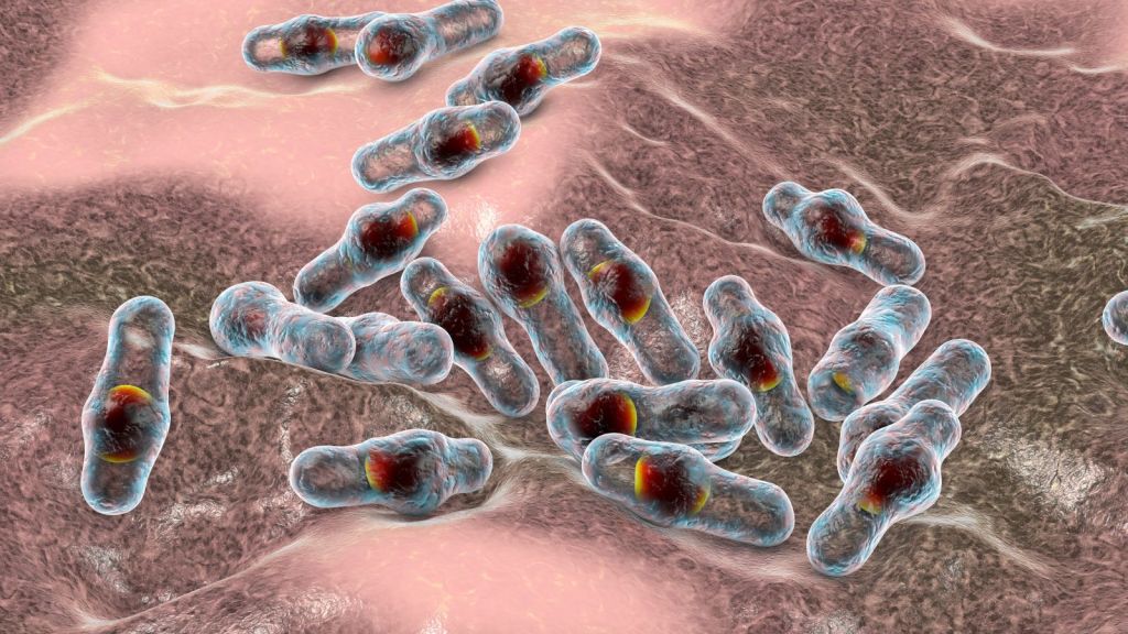 Spore-forming bacteria Clostridium, the causative agent of tetanus, botulism, gas gangrene and pseudomembraneous colitis