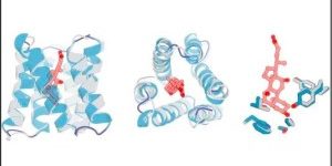 The crystal structure of CHD_r1 (gray) is very similar to the computational design model (colored). (Image by Linna An, et al., Science.)