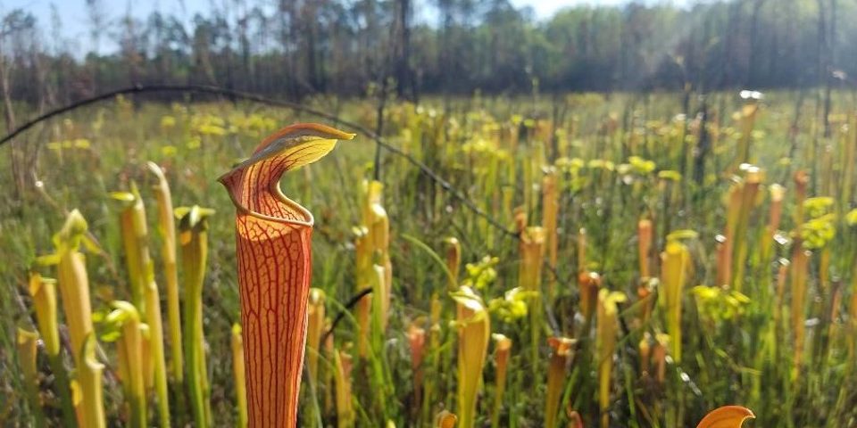 Hydrophytic vegetation, or wetland vegetation, are those communities of plants occurring in areas that are inundated or saturated long enough to influence the plants’ occurrence. Hydrophytic vegetation is one of three factors addressed using the Automated Wetland Determination Data Sheets during the collection and analysis of wetland delineations across the nation (U.S. Army Corps of Engineers photo).