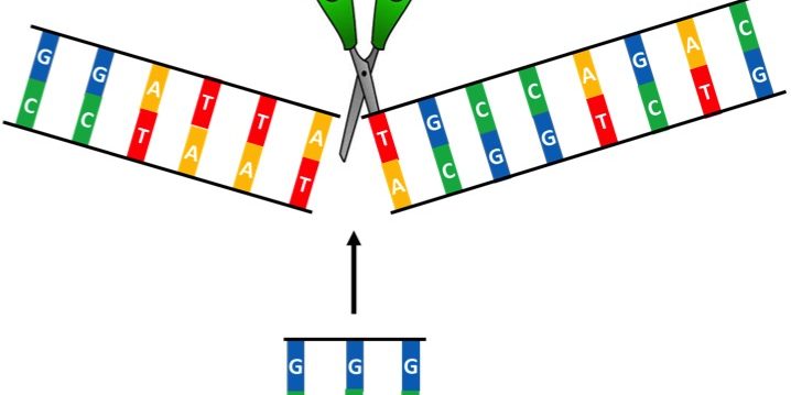 http://irp.nih.gov/sites/default/files/CRISPR%20genome%20editing.jpg