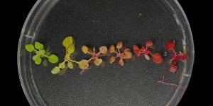 Young Arabidopsis plants from the same transformation experiment expressing a red reporter pigment, demonstrating the variability that can occur in transformation outcomes. Increasing the efficiency of transformation and control over outcomes can greatly help real-world plant biotechnology applications. Photo: Matthew Szarzanowicz