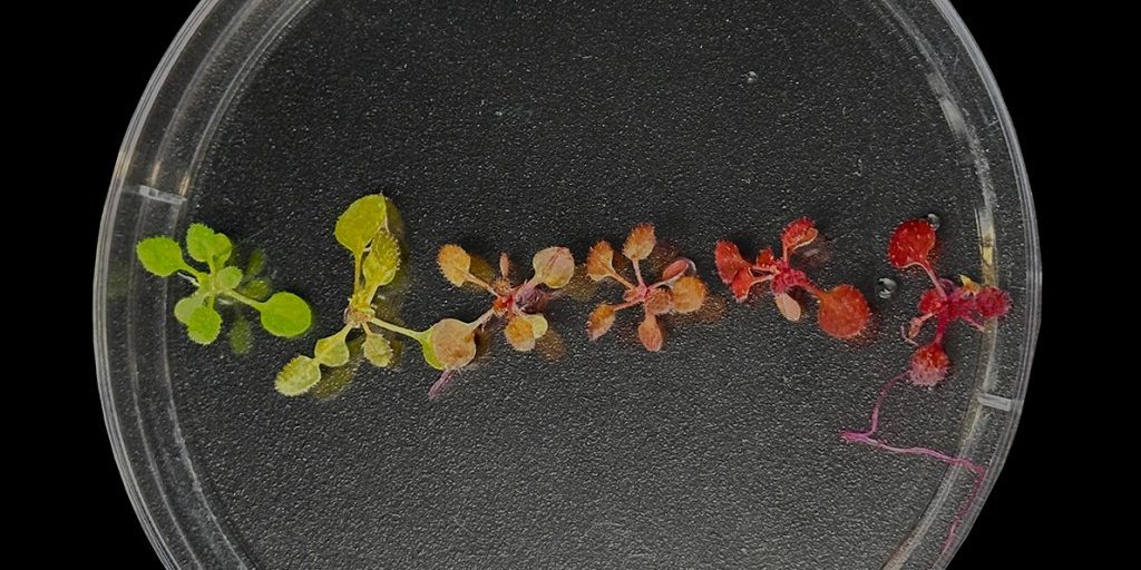 Young Arabidopsis plants from the same transformation experiment expressing a red reporter pigment, demonstrating the variability that can occur in transformation outcomes. Increasing the efficiency of transformation and control over outcomes can greatly help real-world plant biotechnology applications. Photo: Matthew Szarzanowicz
