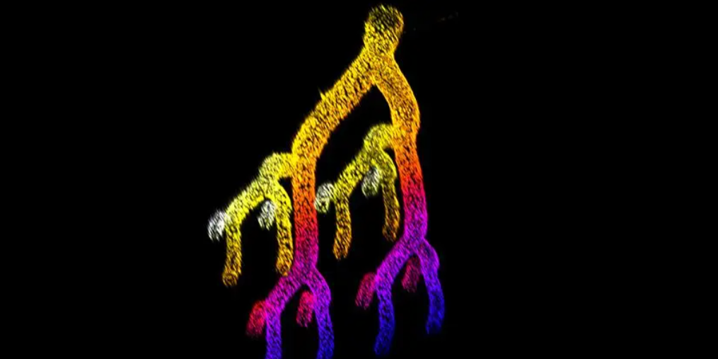 A branching blood vessel network fabricated using the ESCAPE process for form complex tissues. This image shows the cell nuclei color-coded based on height. Credit: Subramanian Sundaram, Boston University and Wyss Institute, Harvard University NSF - National Science Foundation - Home 2415 Eisenhower Ave Alexandria, VA 22314 (703) 292-5111 Sign up for email updates Facebook Twitter Instagram YouTube LinkedIn RSS Footer About Us About NSF Careers Our Directorates & Offices National Science Board Contact Us What's New News & Announcements Events Science Matters Blog Multimedia Gallery Informatio