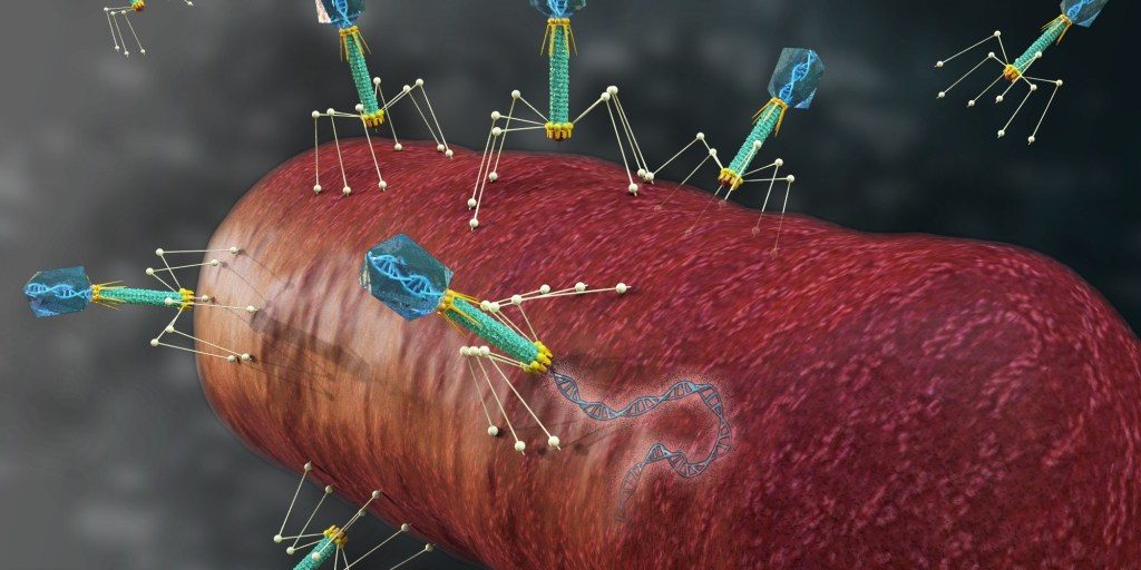 ORNL scientists proved the theory that bacteria-destroying viruses called bacteriophages use genetic code-switching to first infect and later overwhelm their hosts (credit:  Andy Sproles/ORNL, U.S. Dept. of Energy).