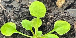 The oft-studied Arabidopsis thaliana plant provided the enzyme for a discovery by Rutgers and Brookhaven scientists. (Credit: Eric Lam)