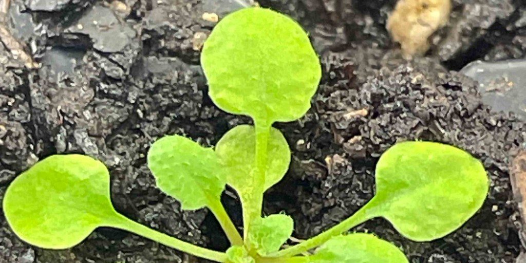 The oft-studied Arabidopsis thaliana plant provided the enzyme for a discovery by Rutgers and Brookhaven scientists. (Credit: Eric Lam)