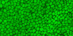 “Lipocartilage” is a type of supportive skeletal tissue, that consists of densely packed, bubble-like cells containing fat. This image shows a scan of mouse ear lipocartilage stained with a green fluorescent dye. Credit: Plikus Lab/University of California, Irvine