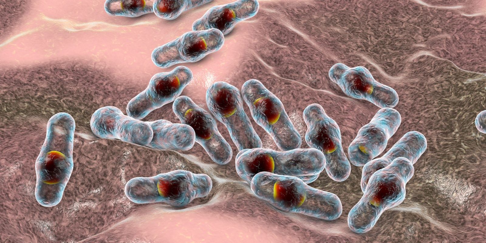 Spore-forming bacteria Clostridium, the causative agent of tetanus, botulism, gas gangrene and pseudomembraneous colitis